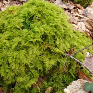 Thuidium