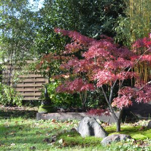 Parterre de Dicranum (oct 23)
