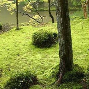 Jardin Japonais