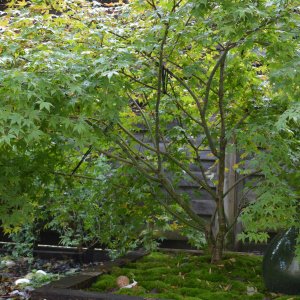 Parterre de Dicranum (oct 23)