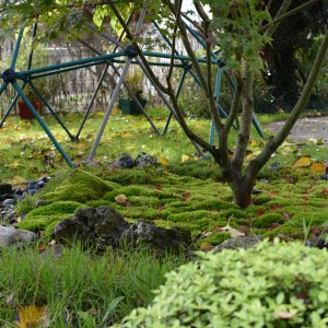 Parterre de Dicranum (oct 23)