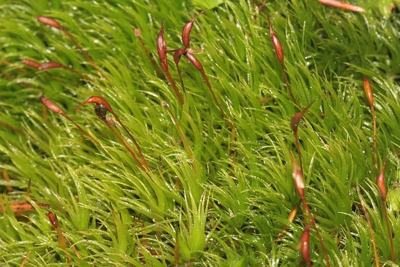 Dicranum scoparium 1