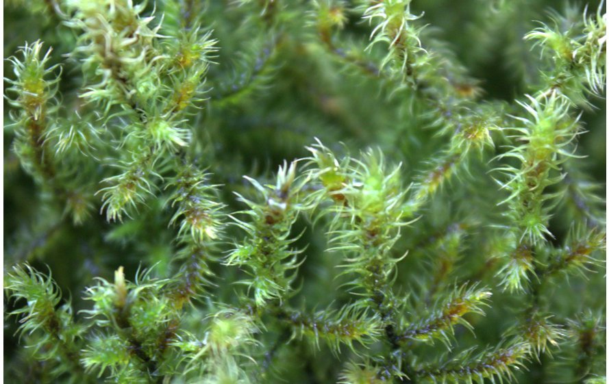 Rhytidiadelphus1